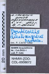 Etiketten zu Denticollis dilutiangulus (NHMW-ZOO-COL-0008672)